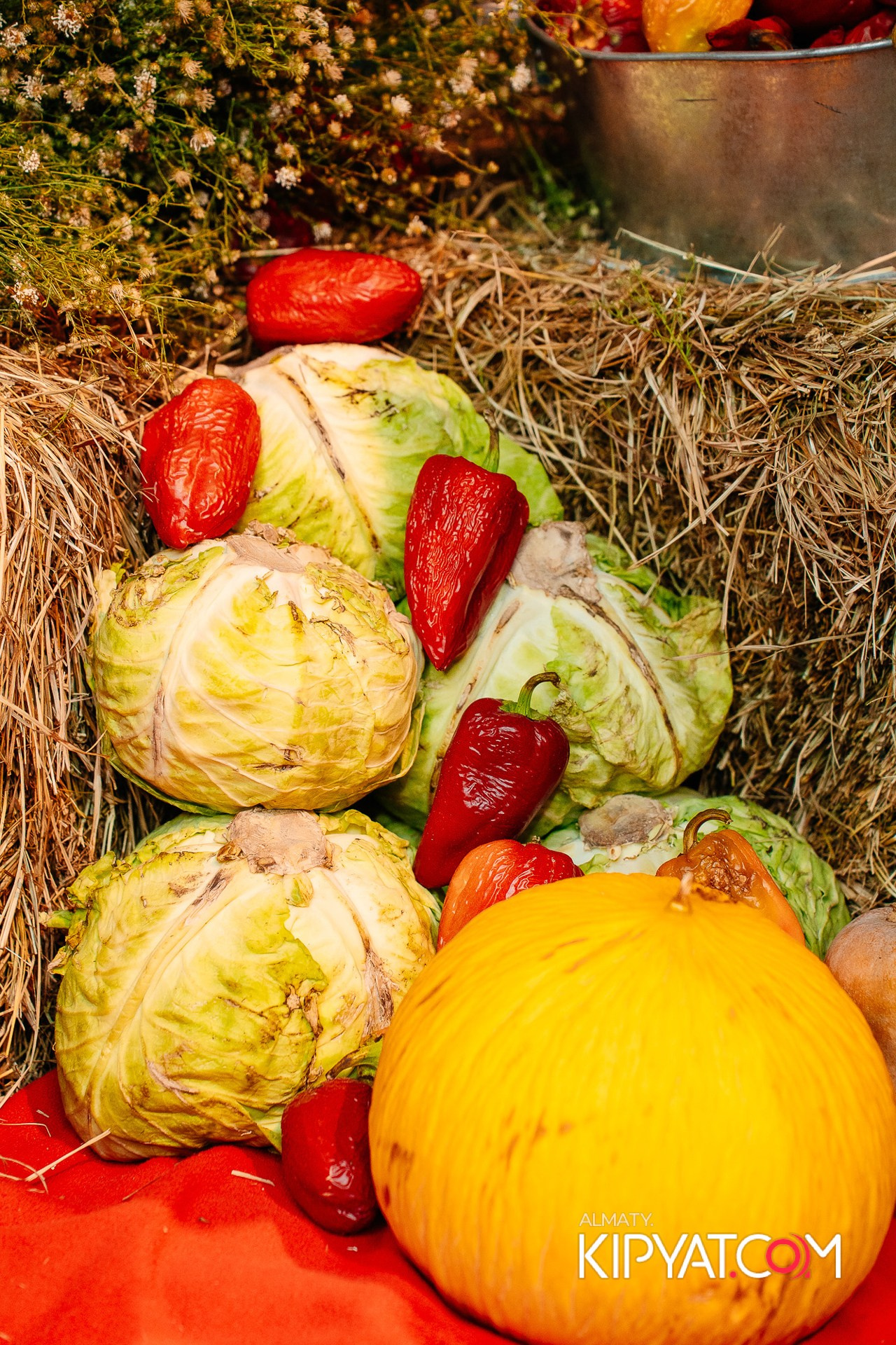 ПИНТА PREMIUM. КИПЯТКОМ АЛМАТЫ!