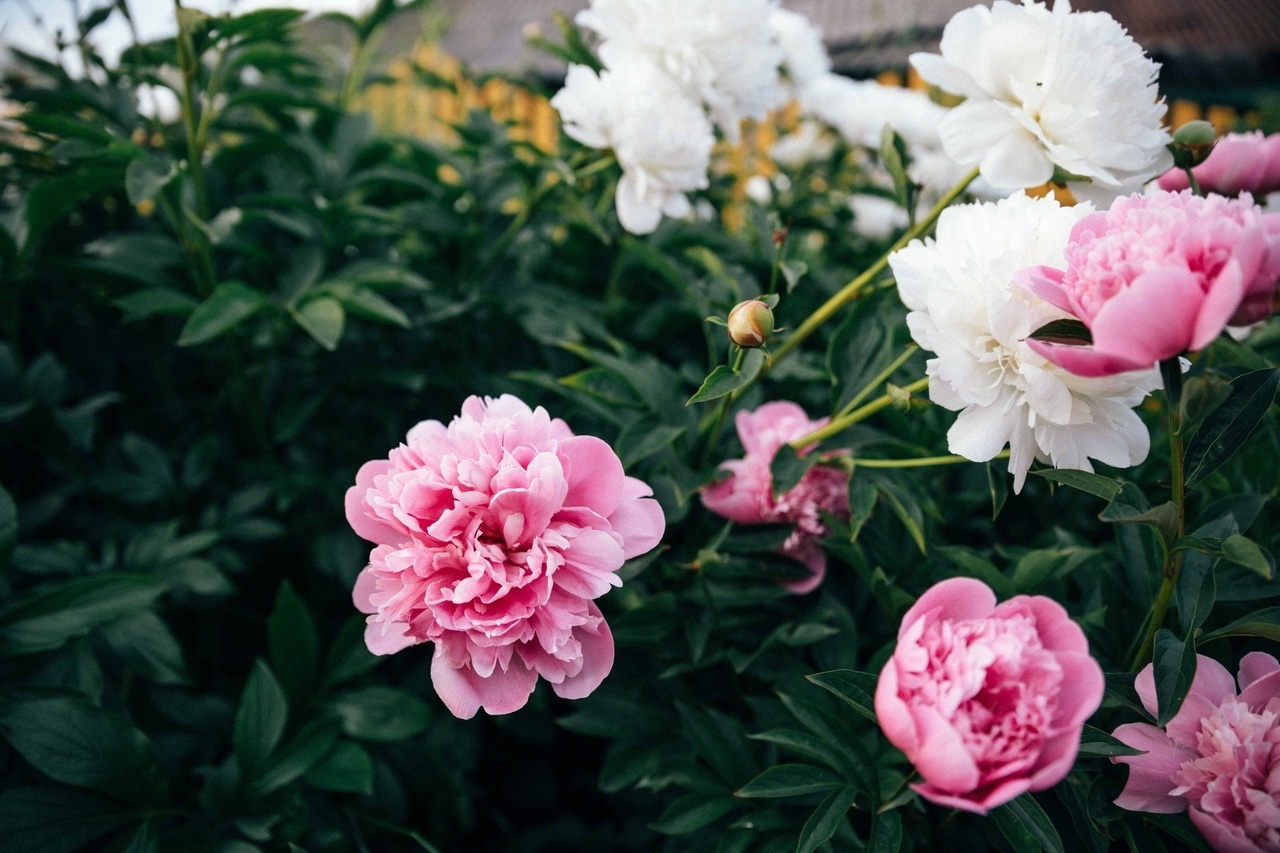 Семейная. Фотограф в Москве Ольга Svog