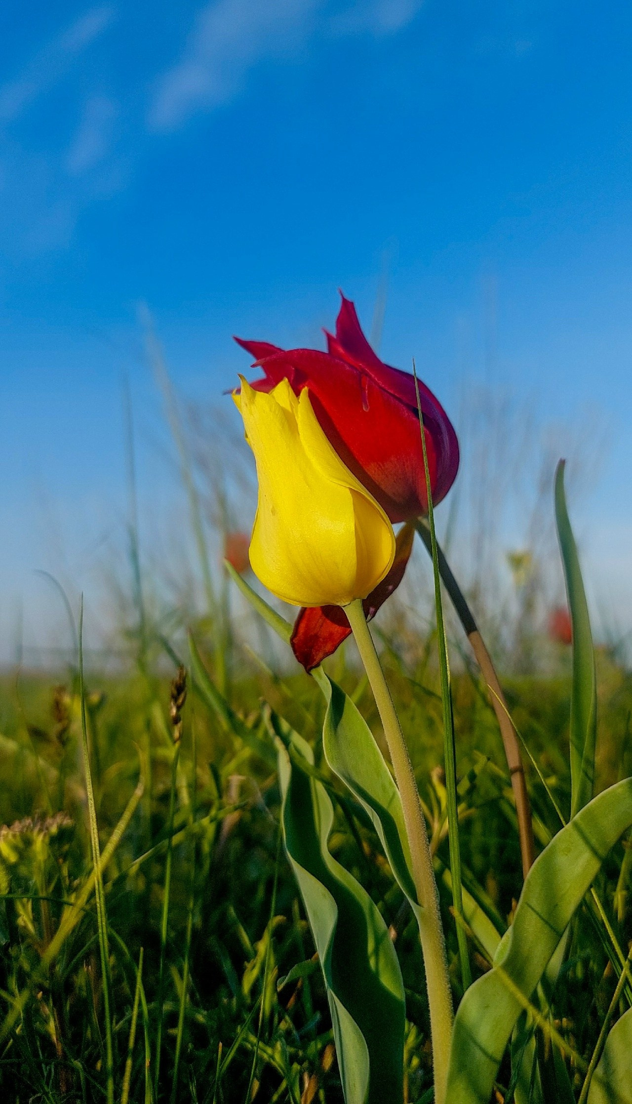 Kalmykia. The only Buddhist republic in Europe. Travel photographer Max Muze