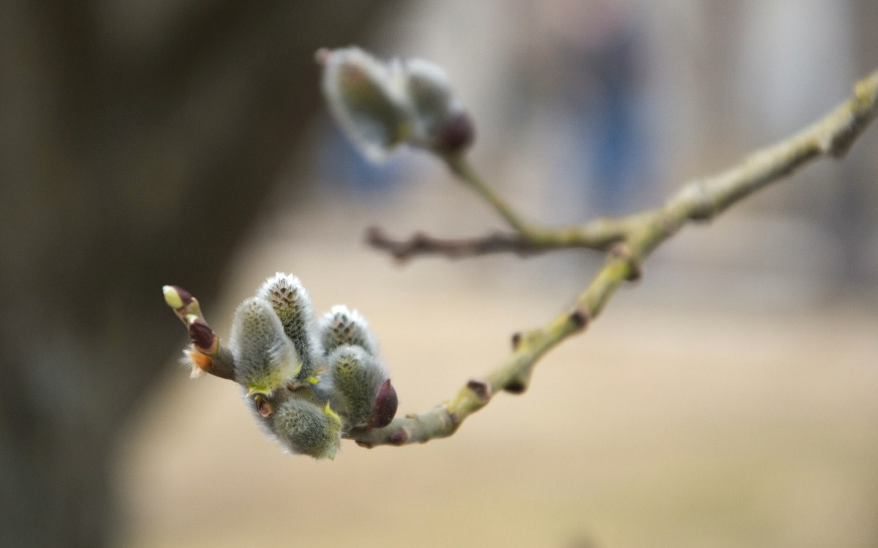 Середниково — Piligrim Porto — Братцево — Сходненская чаша | 09.04.2016. Галерея Фантим