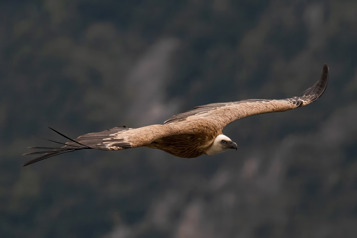 Птицы. Photomantis