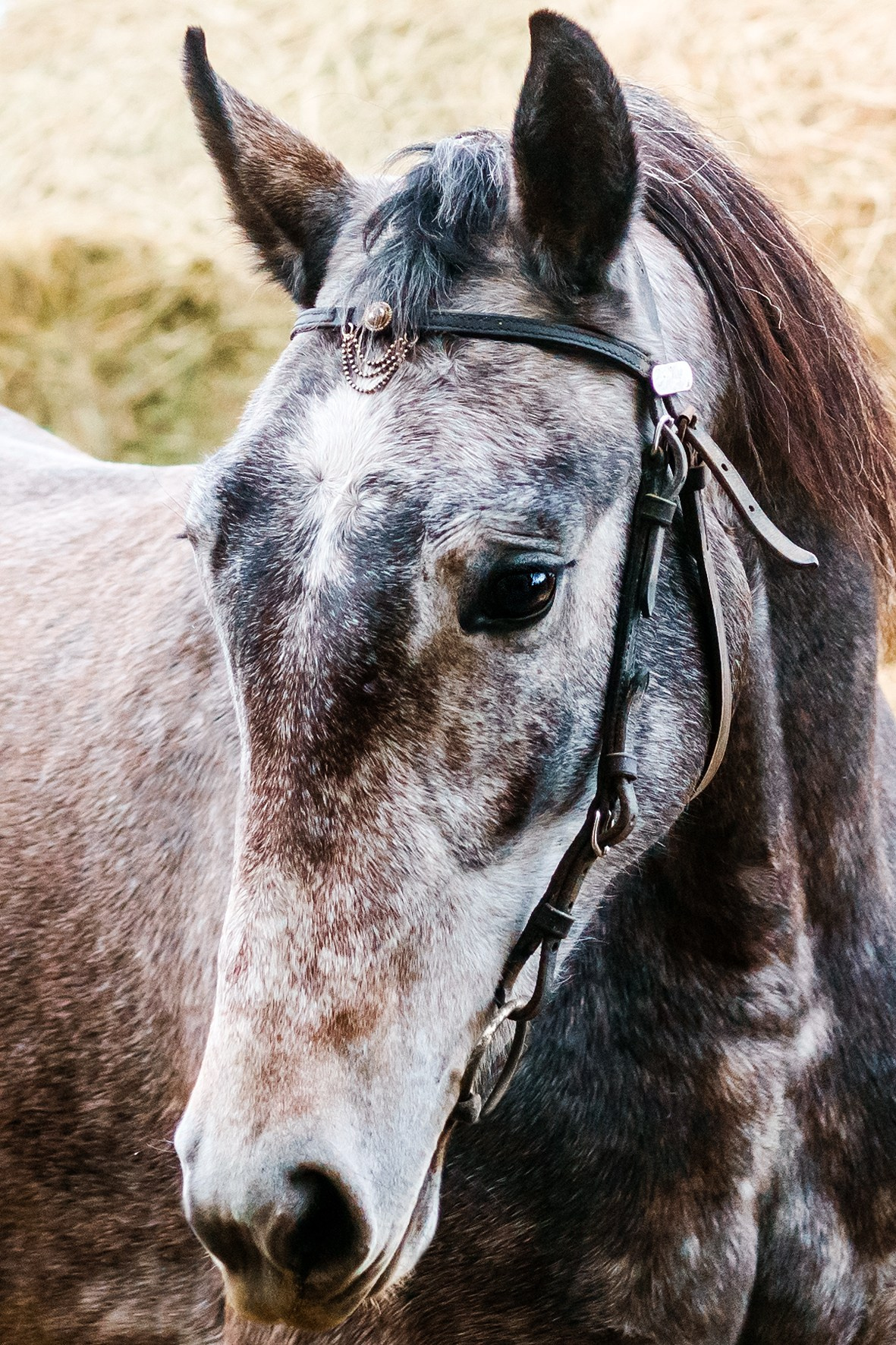 Life with horse. Saamill