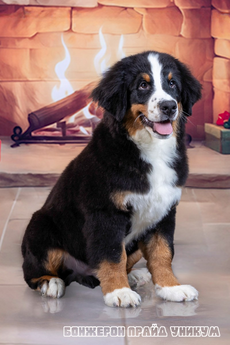 Бонжерон прайд. Фотограф 📸 семейный, предметный, репортажный