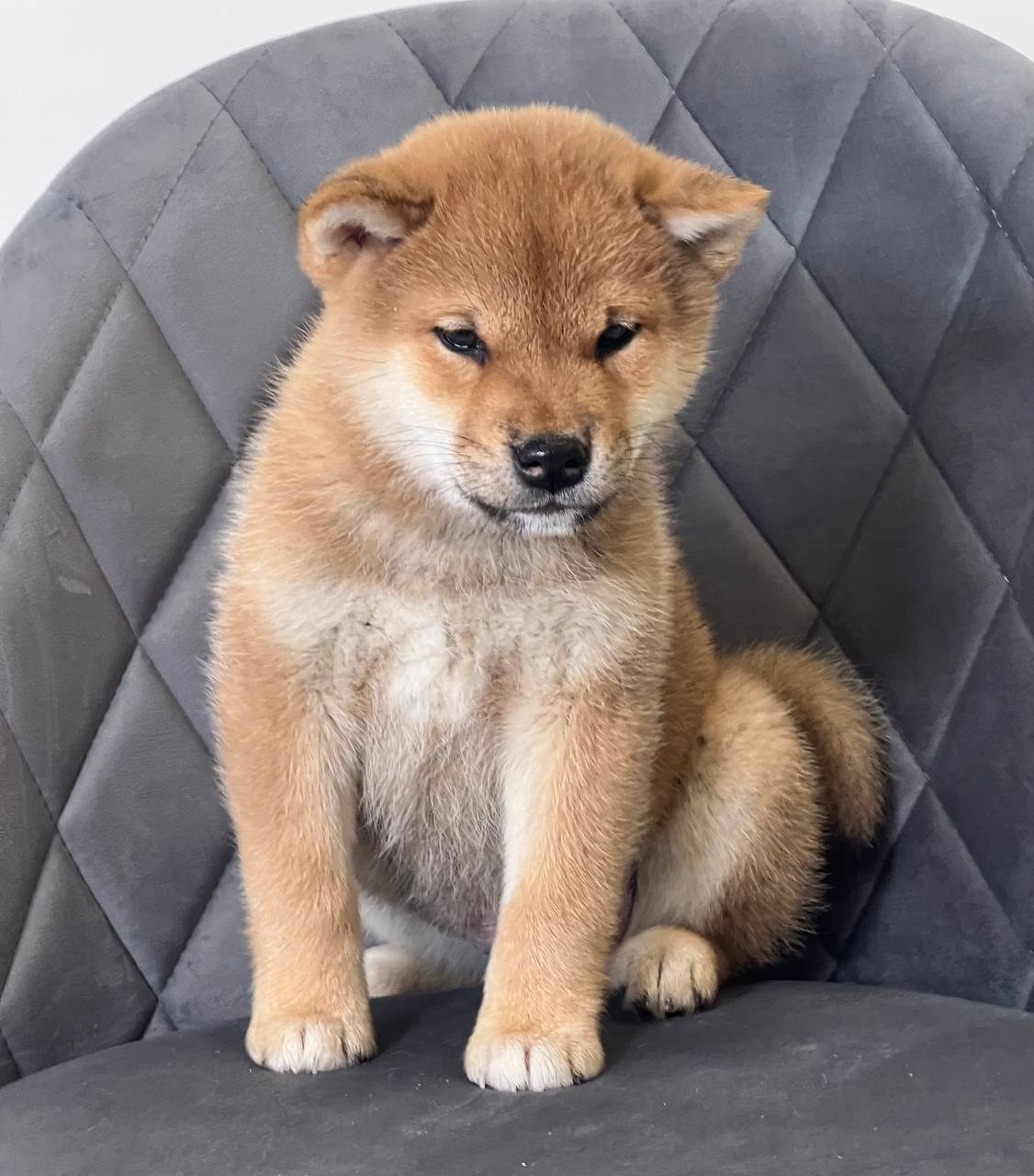 сиба питомник Рубилайт щенки на продажу rubylight  сиба щенки купить СПб Санкт-Петербург 