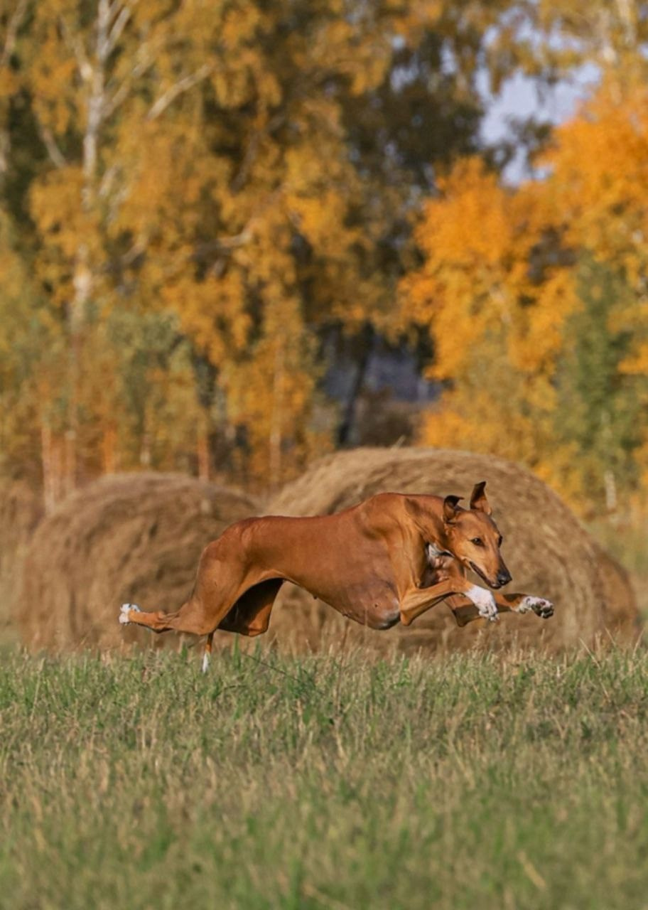 Нейросеть, ИИ, искусственный интеллект, промты собаки, промты кошки, улучшение фото, анималистика, nano Banana