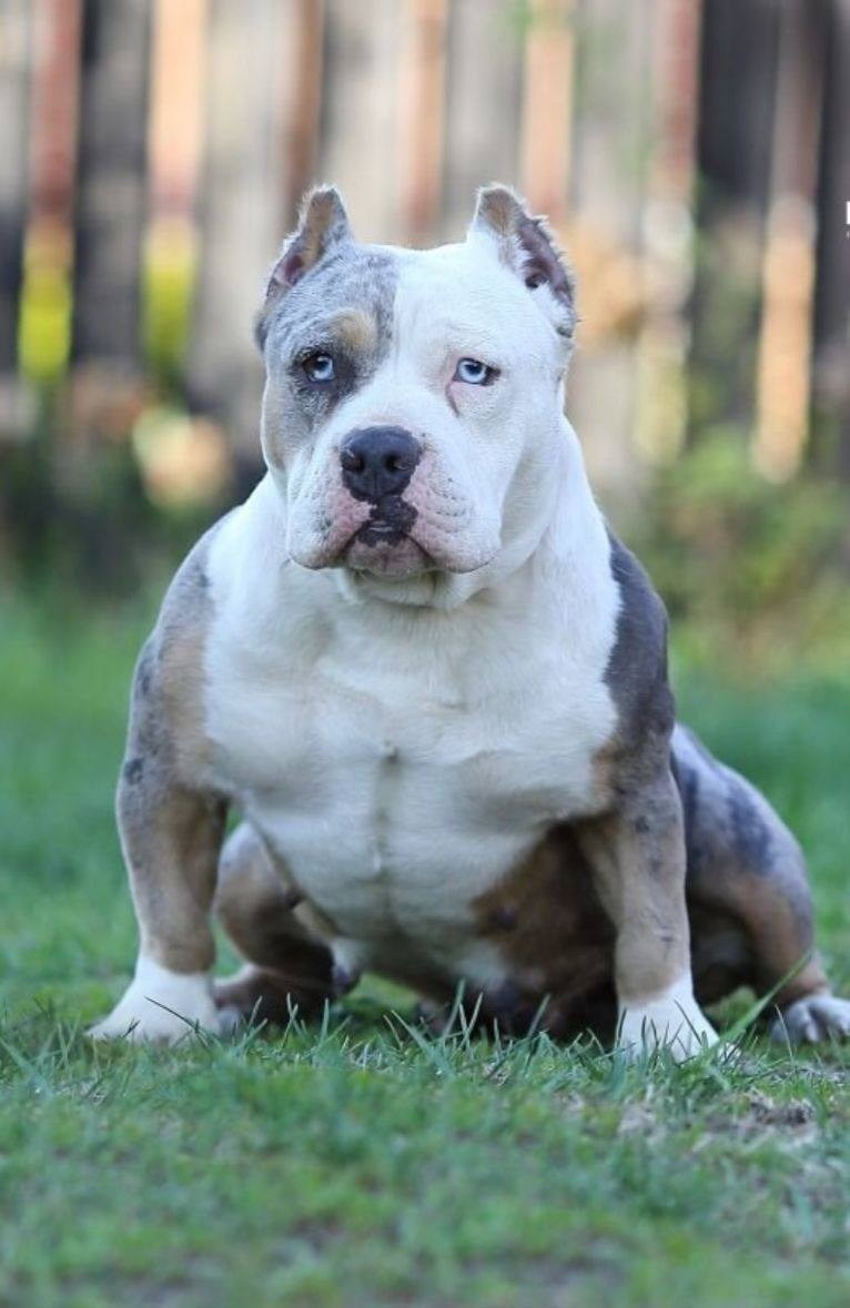 Lordli Of Gardens Blucha. Питомник американских булли Bounty Pride Bully