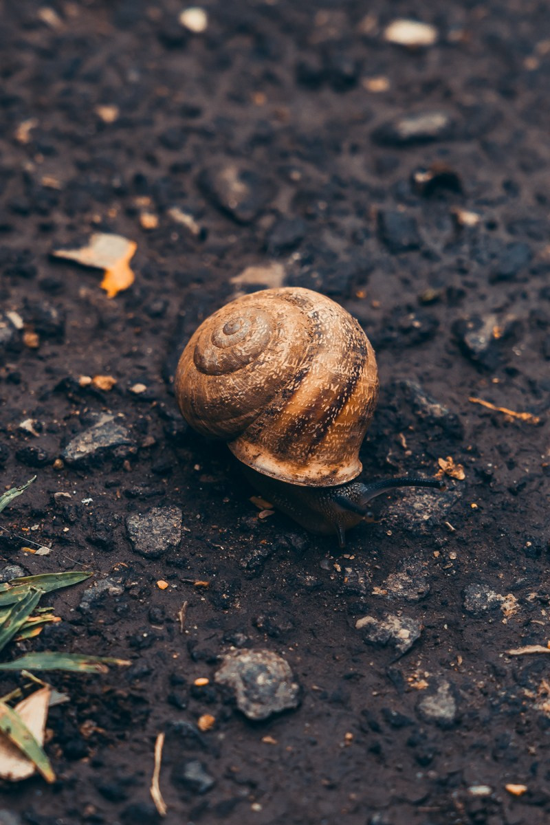 Животные. Photomantis