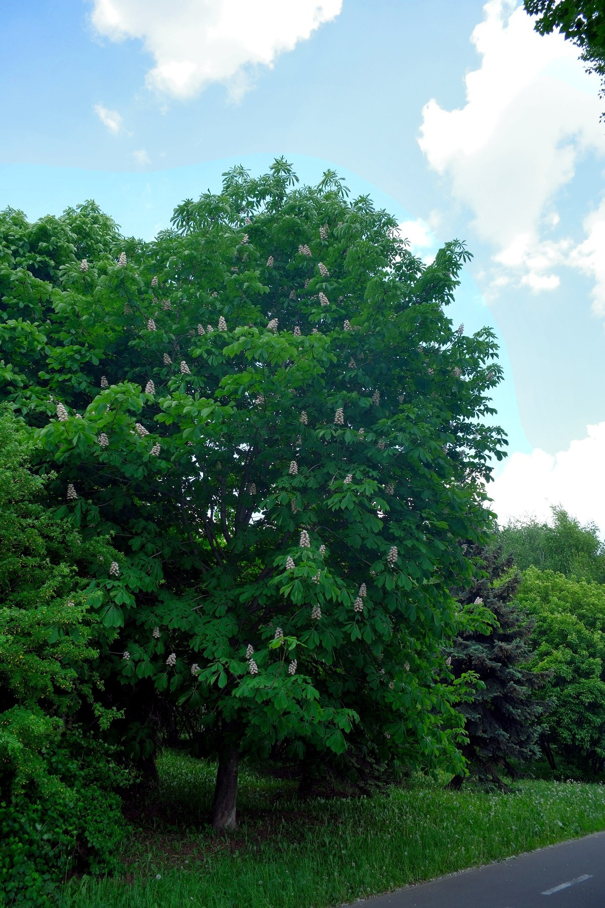 Парк 850 лет Москве. Снято на Voigtlander 18/2,8 Color-scopar. Улица, люди, жизнь…