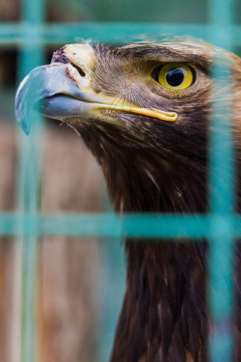 Птицы. Photomantis