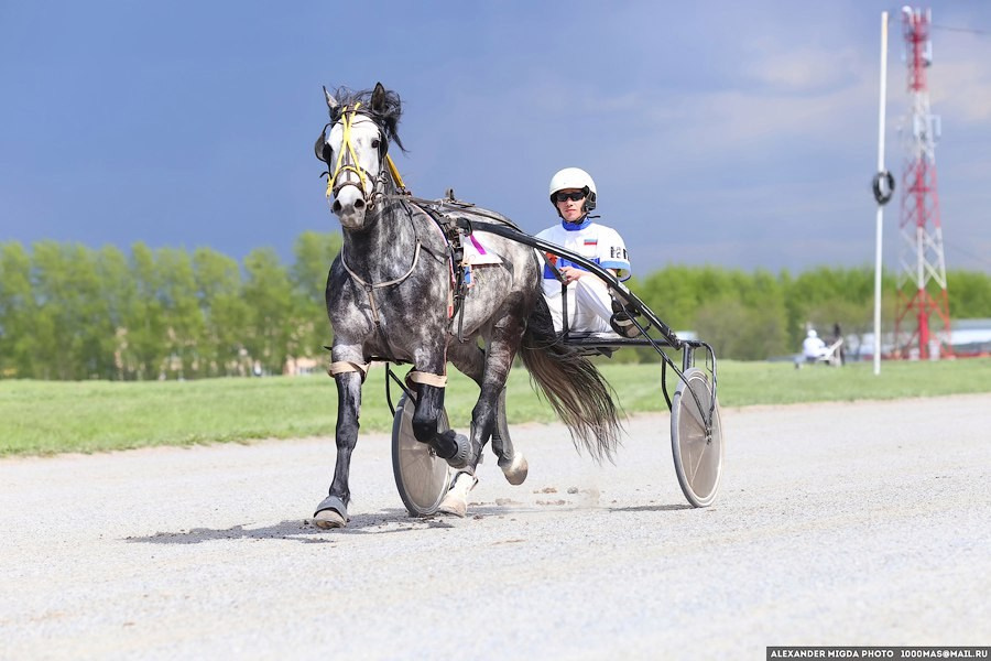 Соревнования на ипподроме, репортажная съемка в Новосибирске