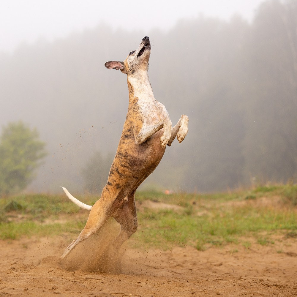 Уиппет Эвр. Фотограф-анималист Natalia Deingel | Фотосъемка собак в Москве