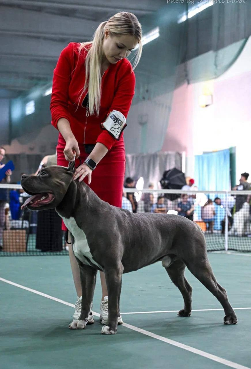 Участие в выставках. Американские булли XL в г. Калининград. Питомник Great Bully UNIVERSE