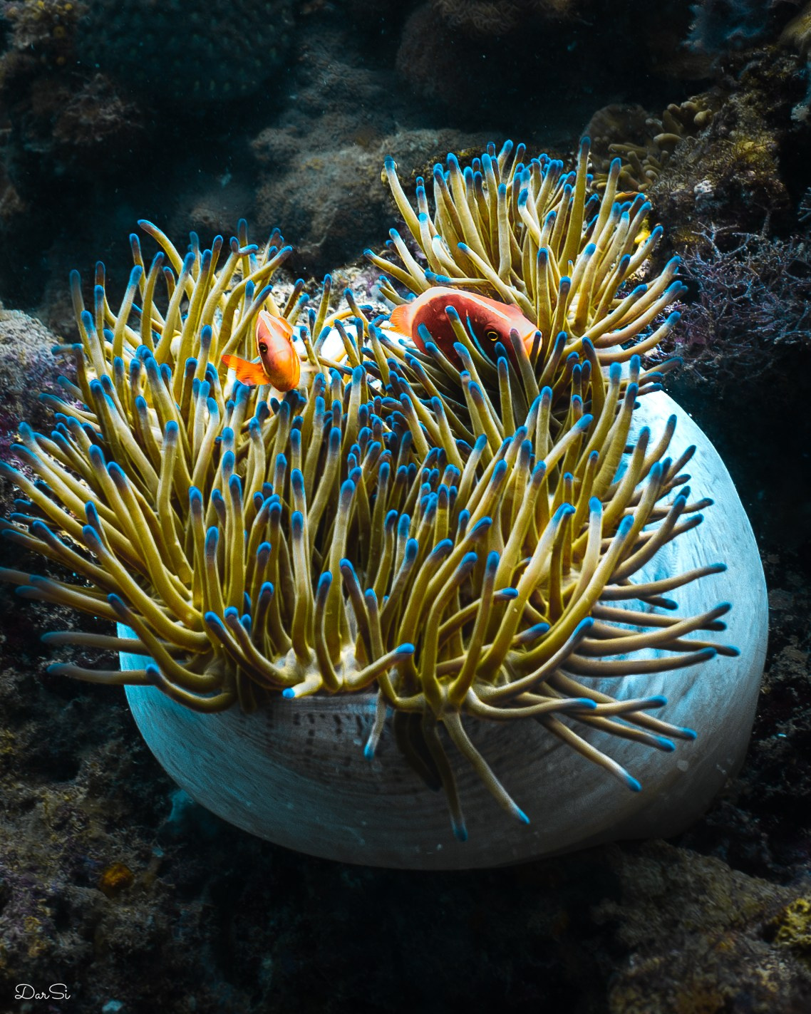 Подводный мир. Подводный фотограф на Филиппинах Синицина Дарья