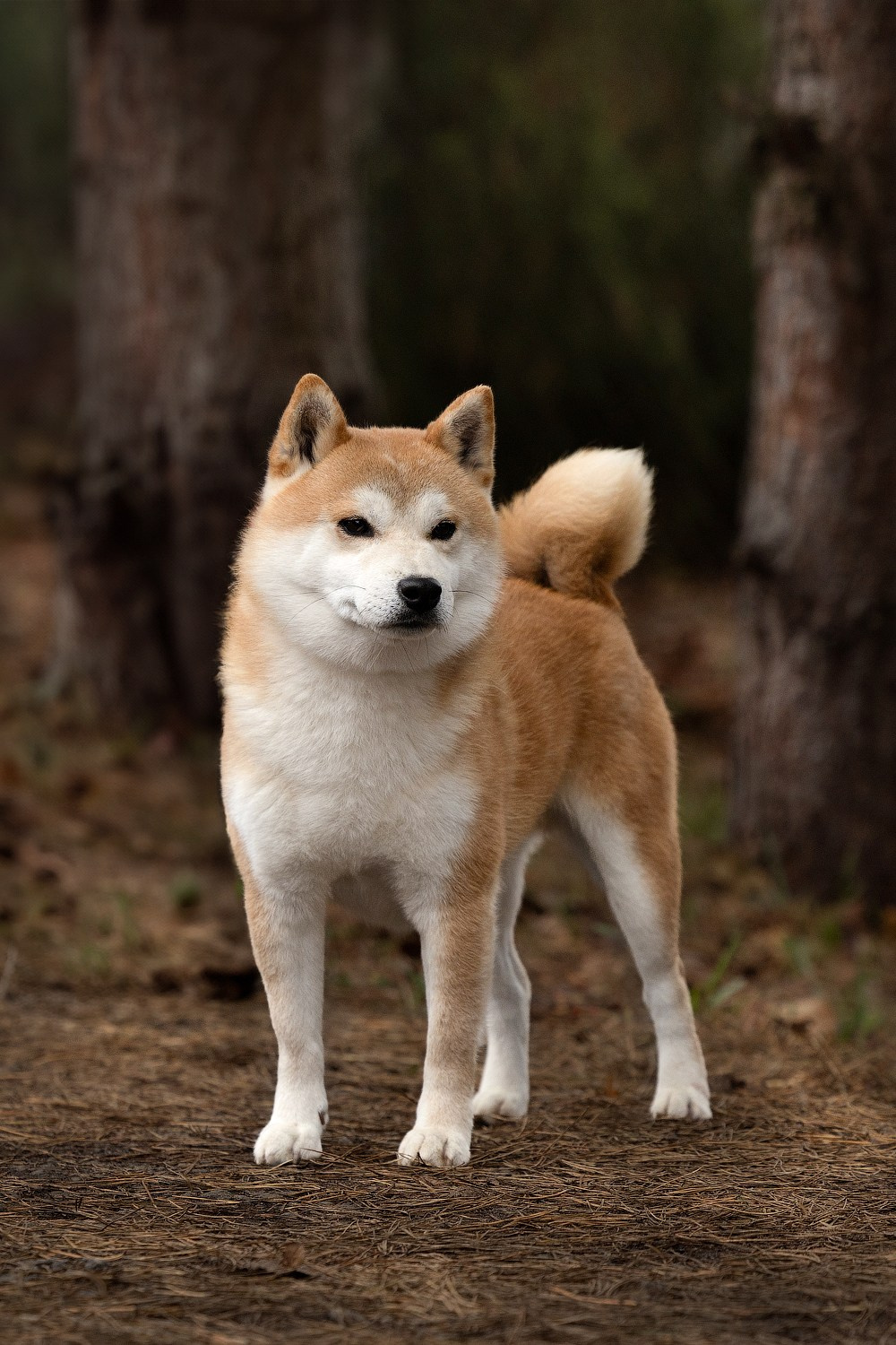 Фотограф-анималист и бренд-фотограф в Москве | Фотография собак, людей, бизнес-портрет