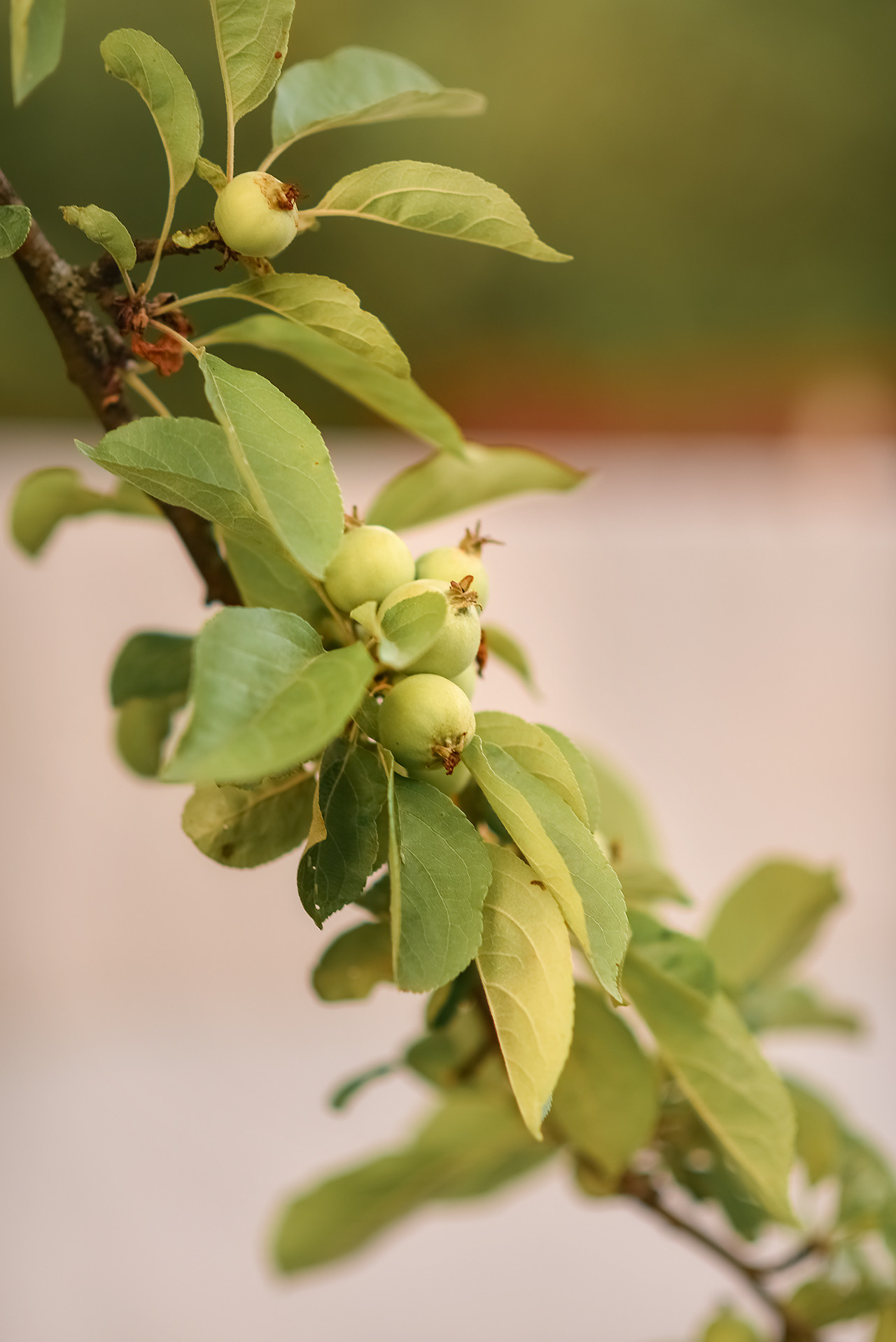 Тематическая семейная фотосессия. Фотограф Юлия Кондратьева