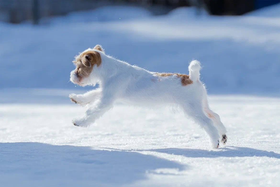 Сука 4. Lovely-Orange питомник джек рассел терьеров