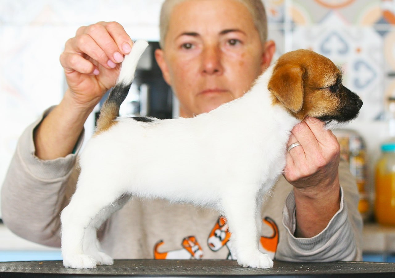 Litter «E». Lovely-Orange питомник джек рассел терьеров