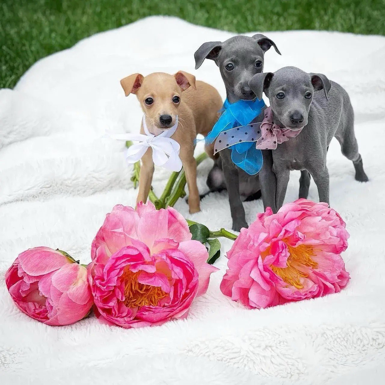 Asti Sapphire Eveline Fler-De-Lys. Профессиональный питомник левреток РКФ/FCI ASTI SAPPHIRE 💎 Сочи|Санкт-Петербург