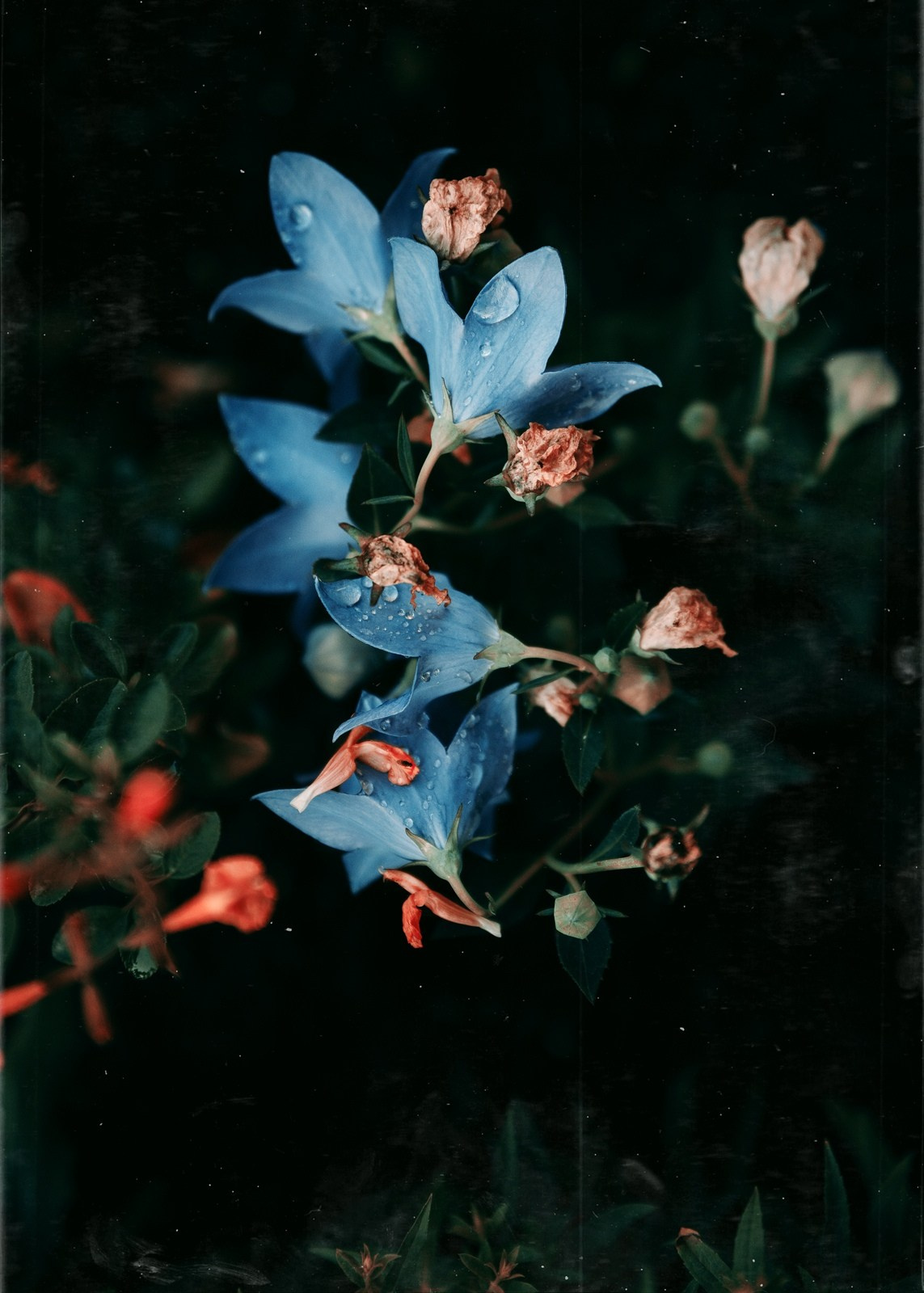 Красивые фотографии цветов фотограф