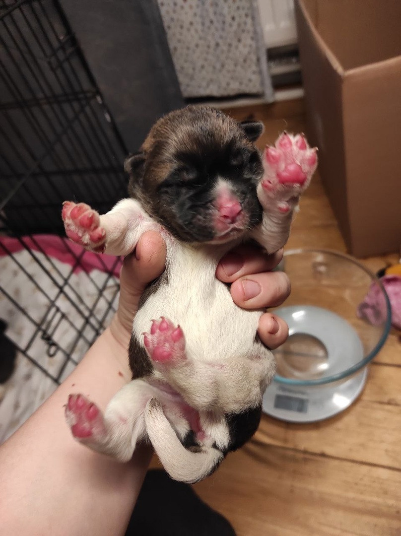 щенки Акита американская купить санкт-петербург питомник RUBYLIGHT BIYA & Dilinze's Hause Orion