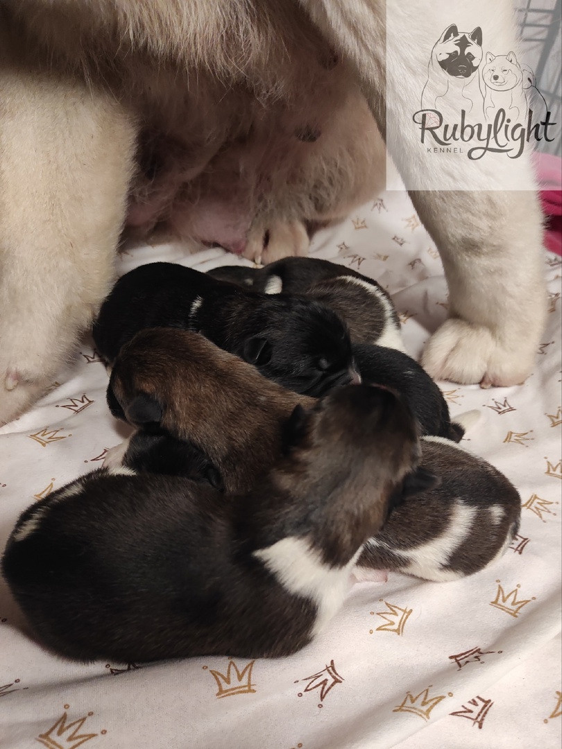 Помет S  др 10.12.2022  RUBYLIGHT BIYA & Dilinze's Hause Orion