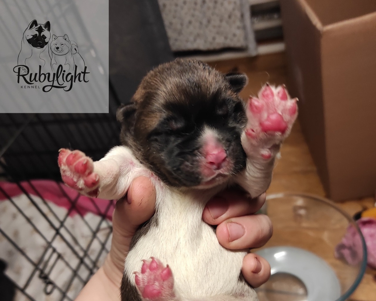 Помет S  др 10.12.2022  RUBYLIGHT BIYA & Dilinze's Hause Orion