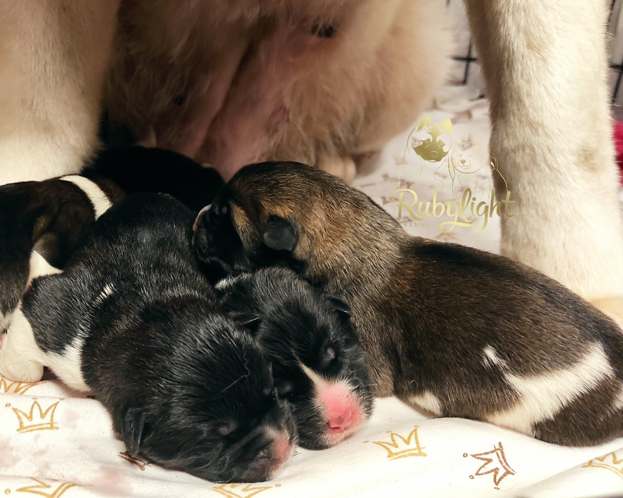 Американская акита питомник RUBYLIGHT щенки. Американская акита I Сиба ину I Питомник RUBYLIGHT