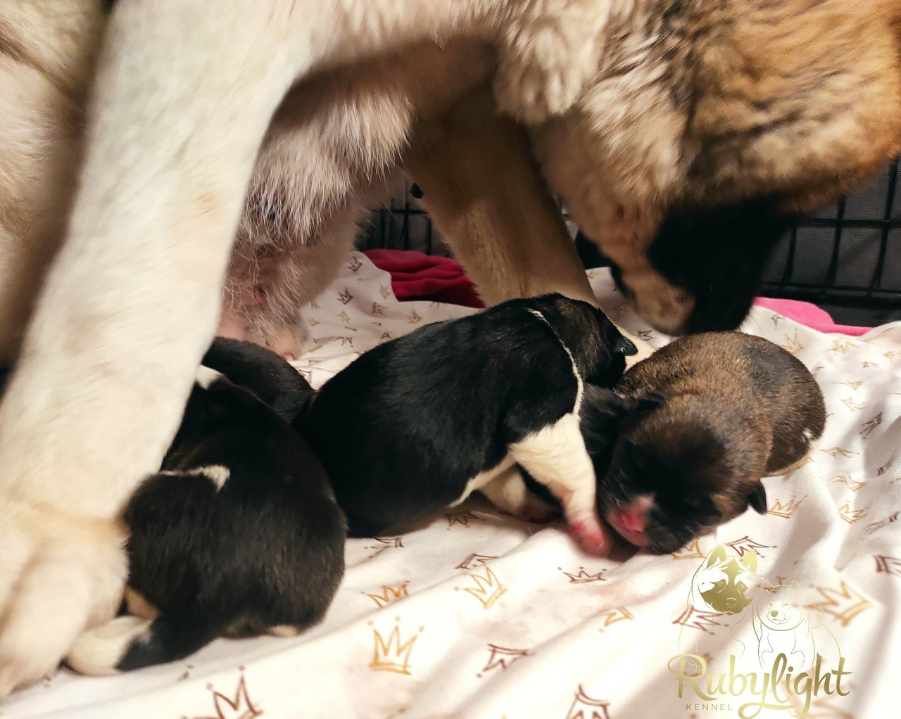 Помет S  др 10.12.2022  RUBYLIGHT BIYA & Dilinze's Hause Orion