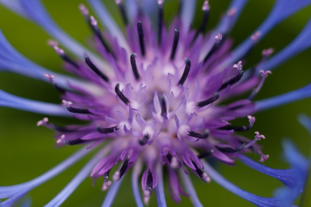 Макро. ZAGLADIN Bureau
