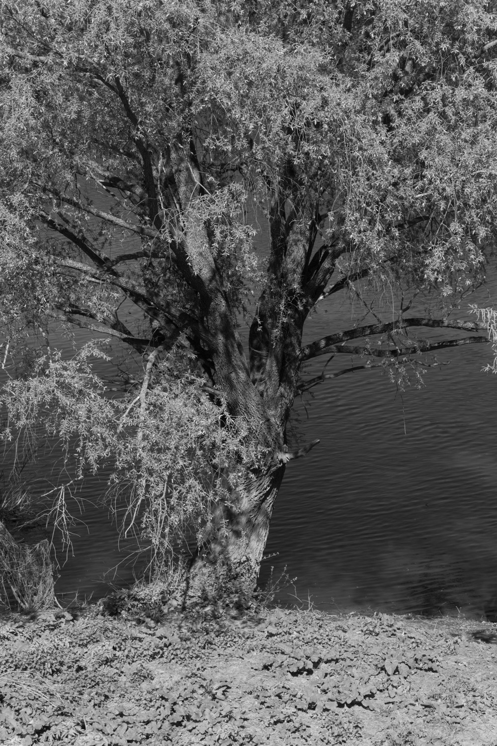 There is a branch in my shoulder. Maria Barakova