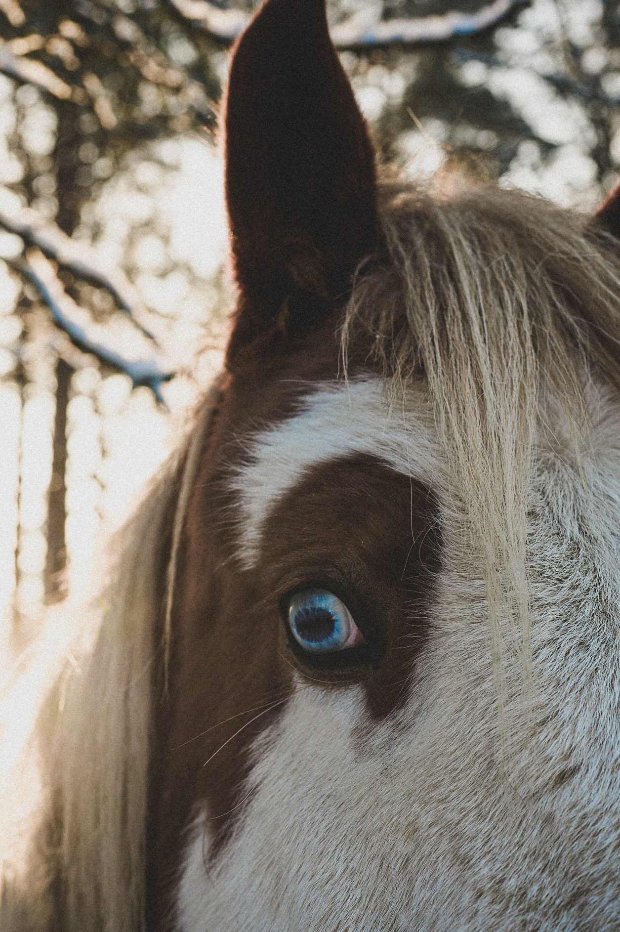 Конюшня. Репортажный фотограф в Санкт-Петербурге Диана Ларченкова