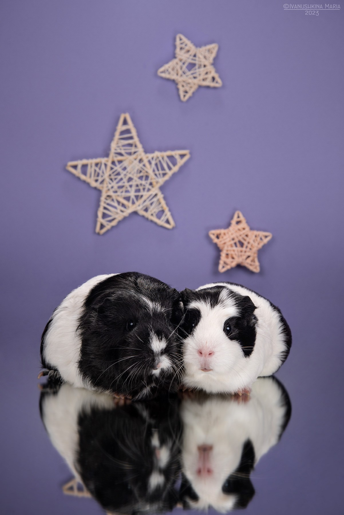 Фотосессии экзотических животных в студии. Фотограф собак в Москве и Московской области Иванушкина Мария