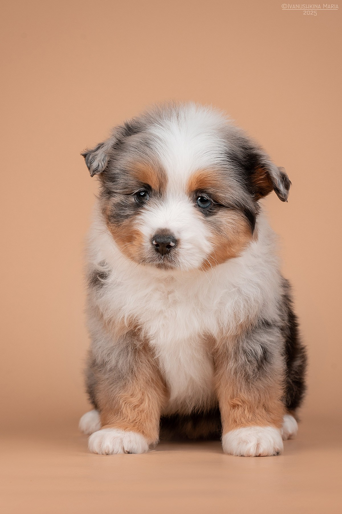 Фотосессия щенков на фонах. Фотограф собак в Москве и Московской области Иванушкина Мария