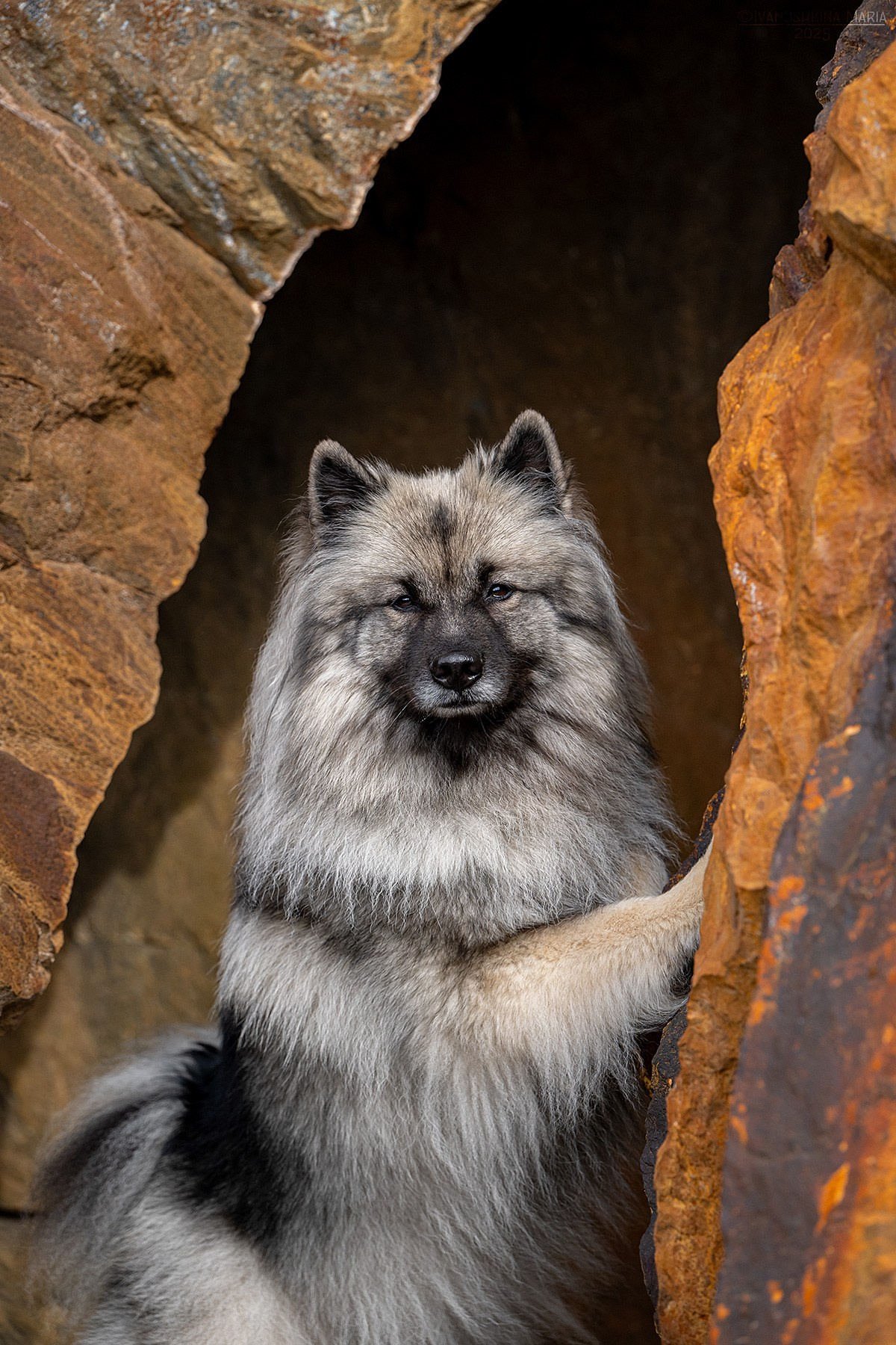Фотограф-анималист. Фотограф собак в Москве и Московской области Иванушкина Мария