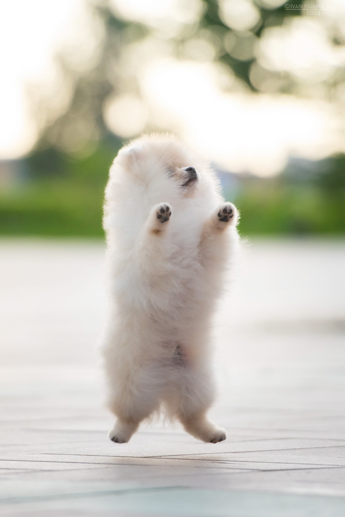 Фотосессия щенков на продажу. Фотограф собак в Москве и Московской области Иванушкина Мария