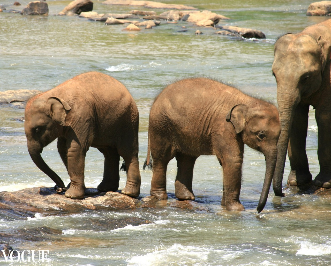 Мои публикации в журнале Vogue. Семейный и детский фотограф в Ярославле Елена Макшеева