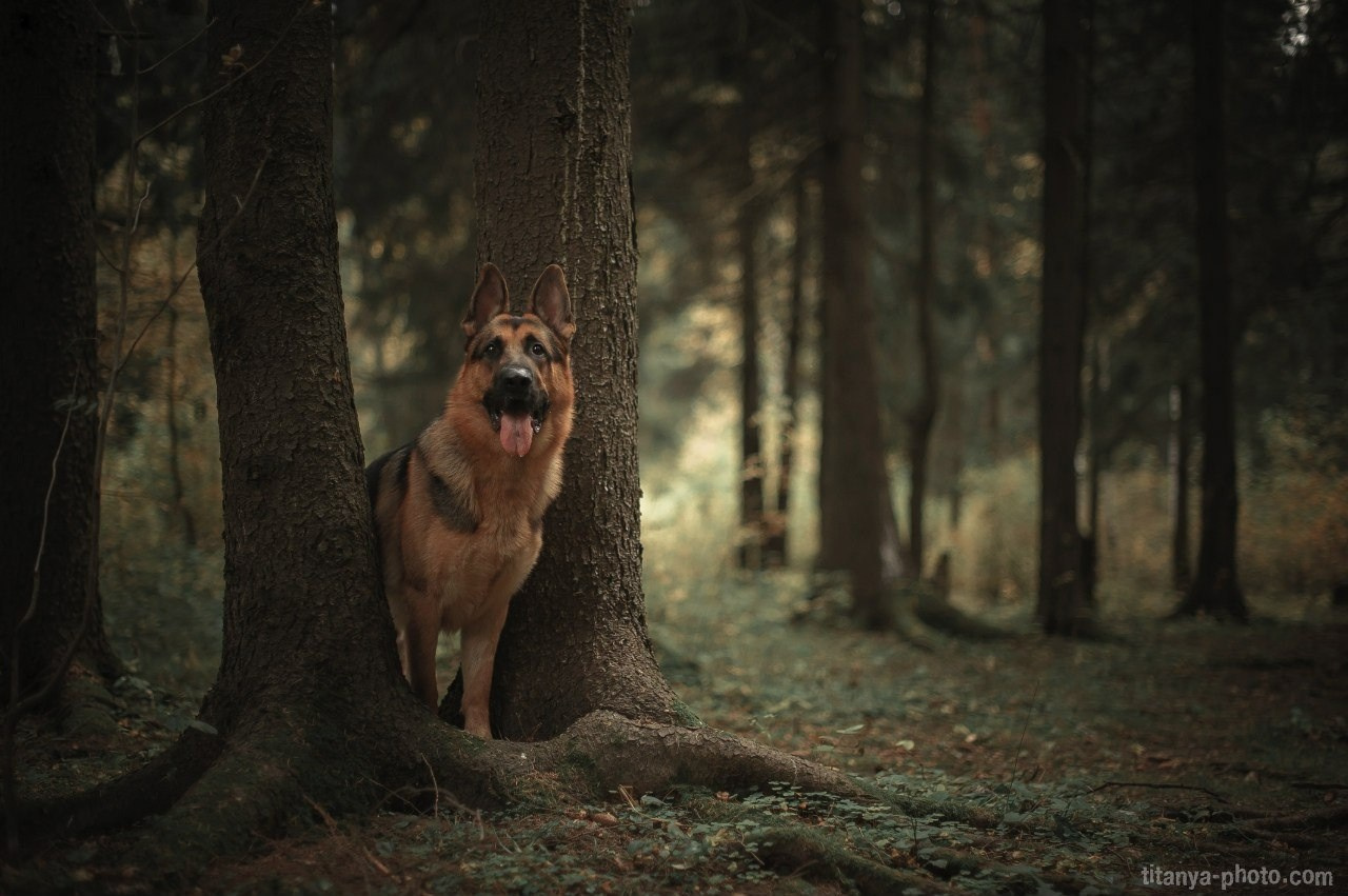 Фото немецких овчарок. Фотограф собак, фотограф-анималист Аня Титова (Titanya). Москва