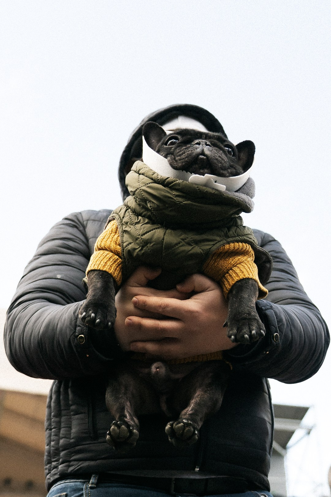 Парад Бульдогов. Axenov_eugene