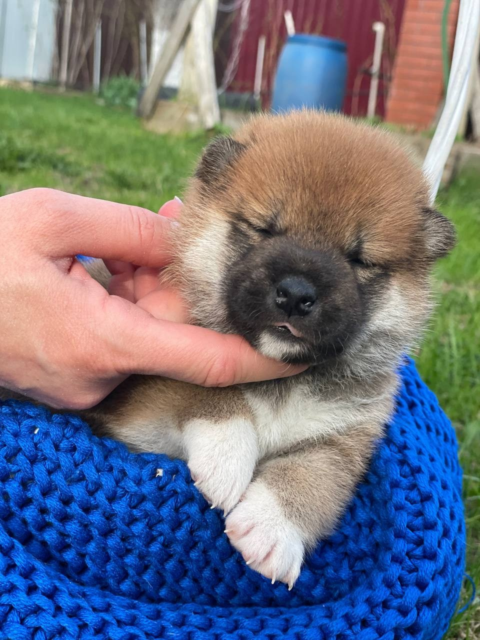 Сиба Rubylight Fumiko питомник Рубилайт