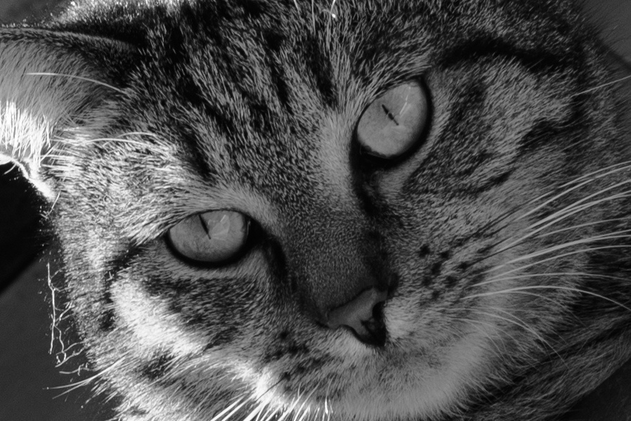 Домашние кошки. Семейный и индивидуальный фотограф Life style в Санкт-Петербурге Мария