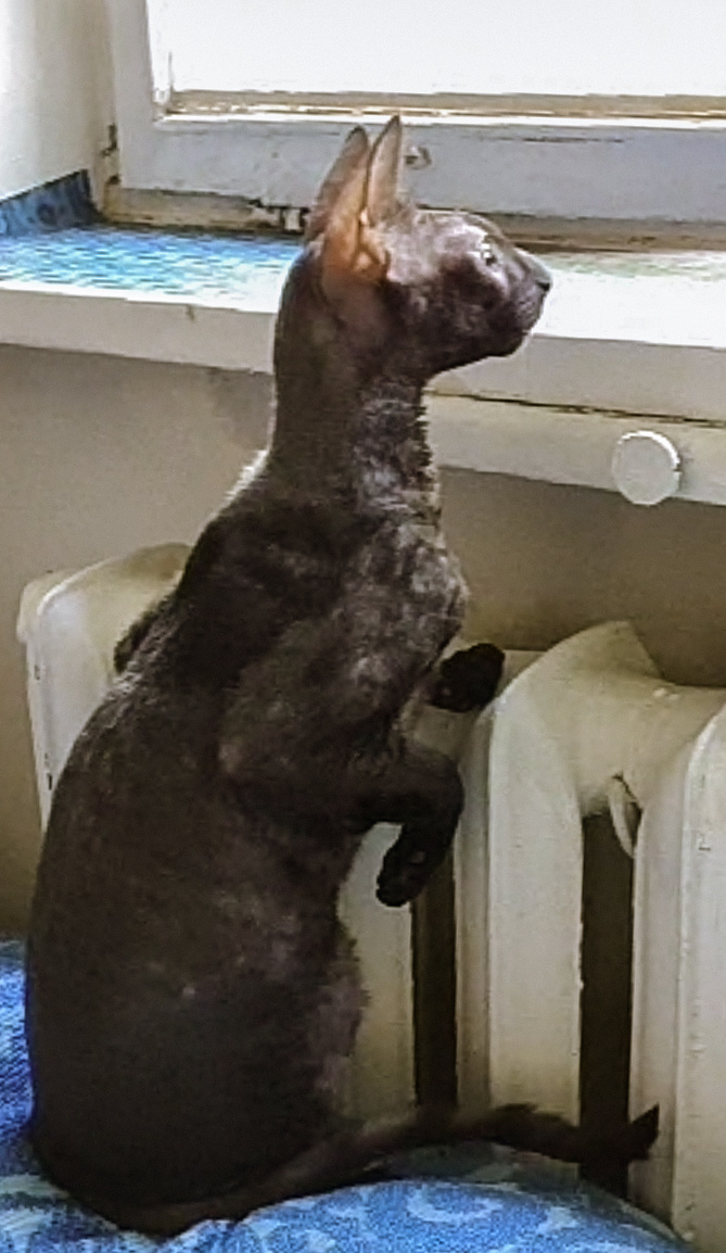 Семейная онлайн-фотосессия с Тоней,. Семейный и индивидуальный фотограф Life style в Санкт-Петербурге Мария