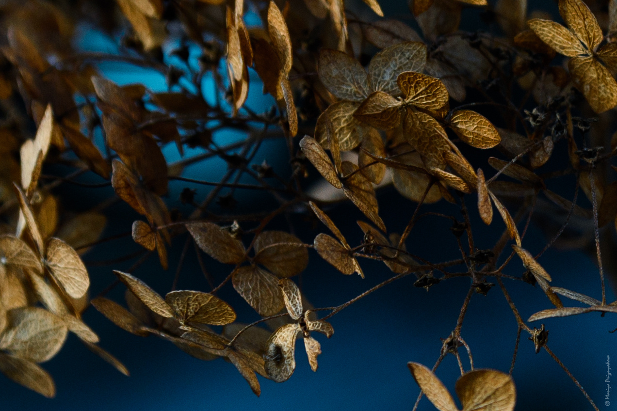 Цветы. Семейный и индивидуальный фотограф Life style в Санкт-Петербурге Мария