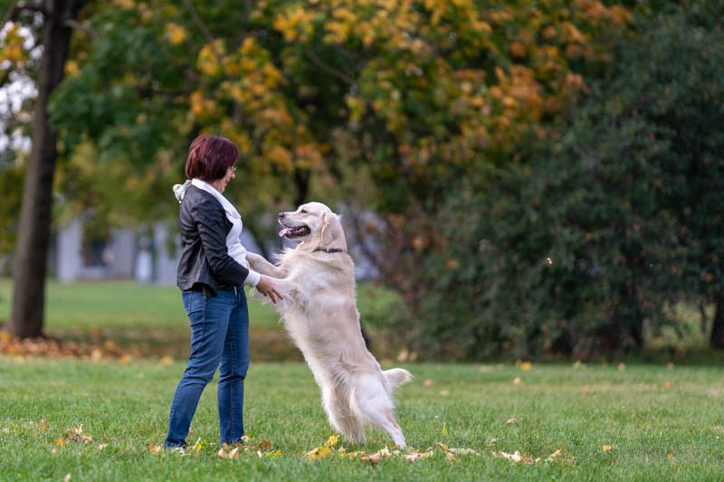 Голден. Фотограф анималист Ольга Луканенкова в Москве