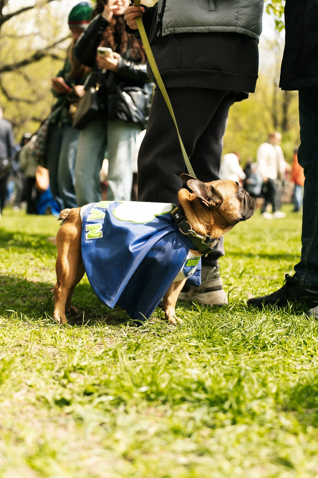 Парад Бульдогов. Axenov_eugene