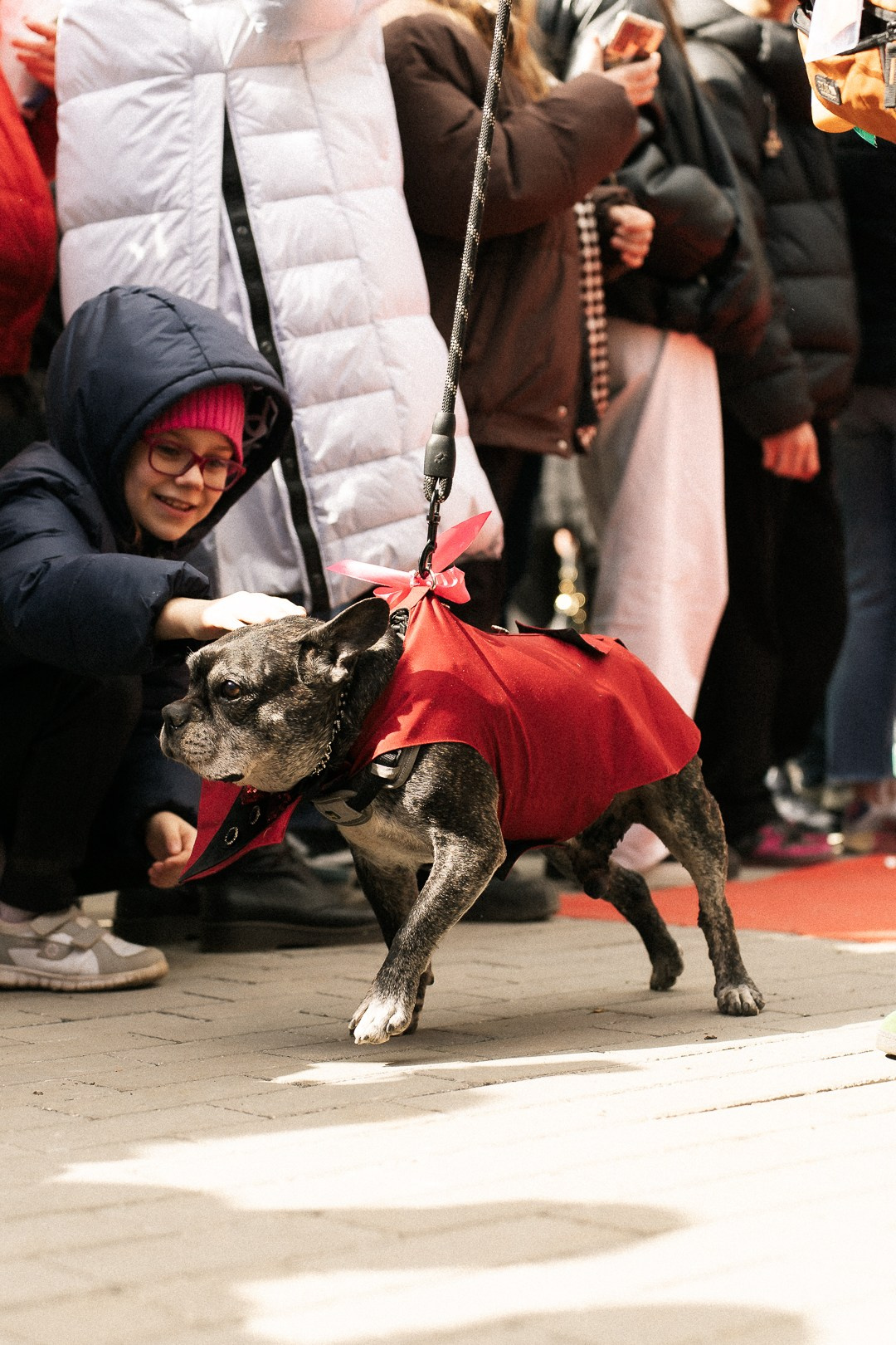 Парад Бульдогов. Axenov_eugene