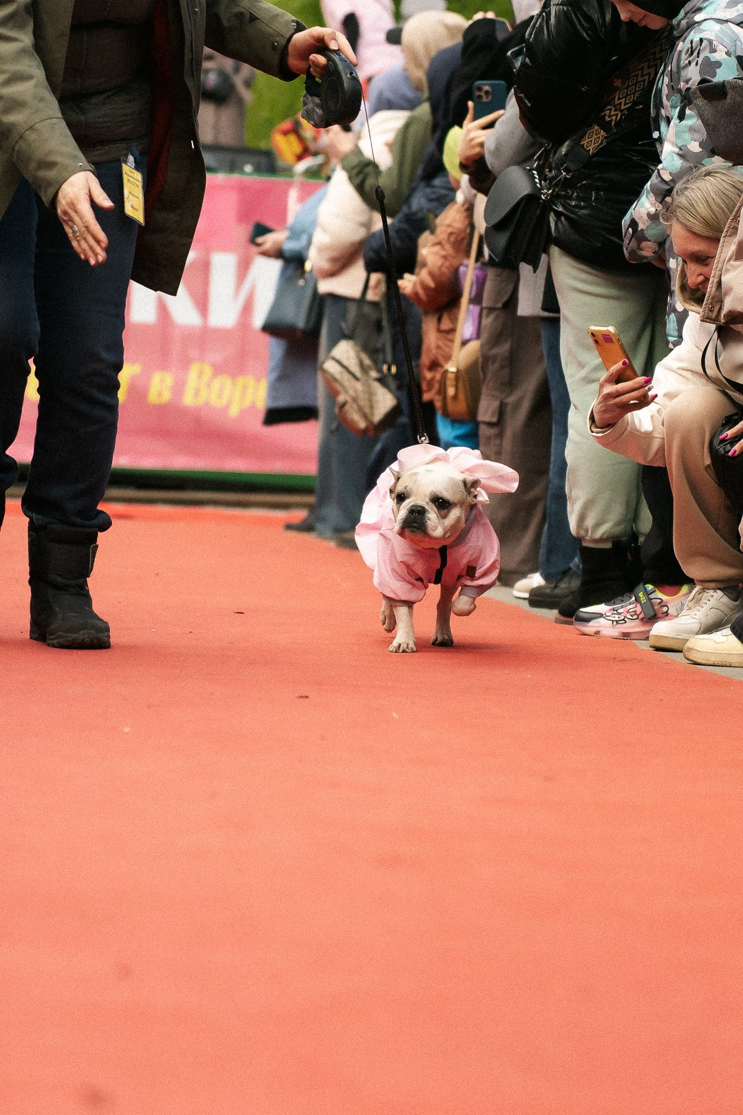 Парад Бульдогов. Axenov_eugene