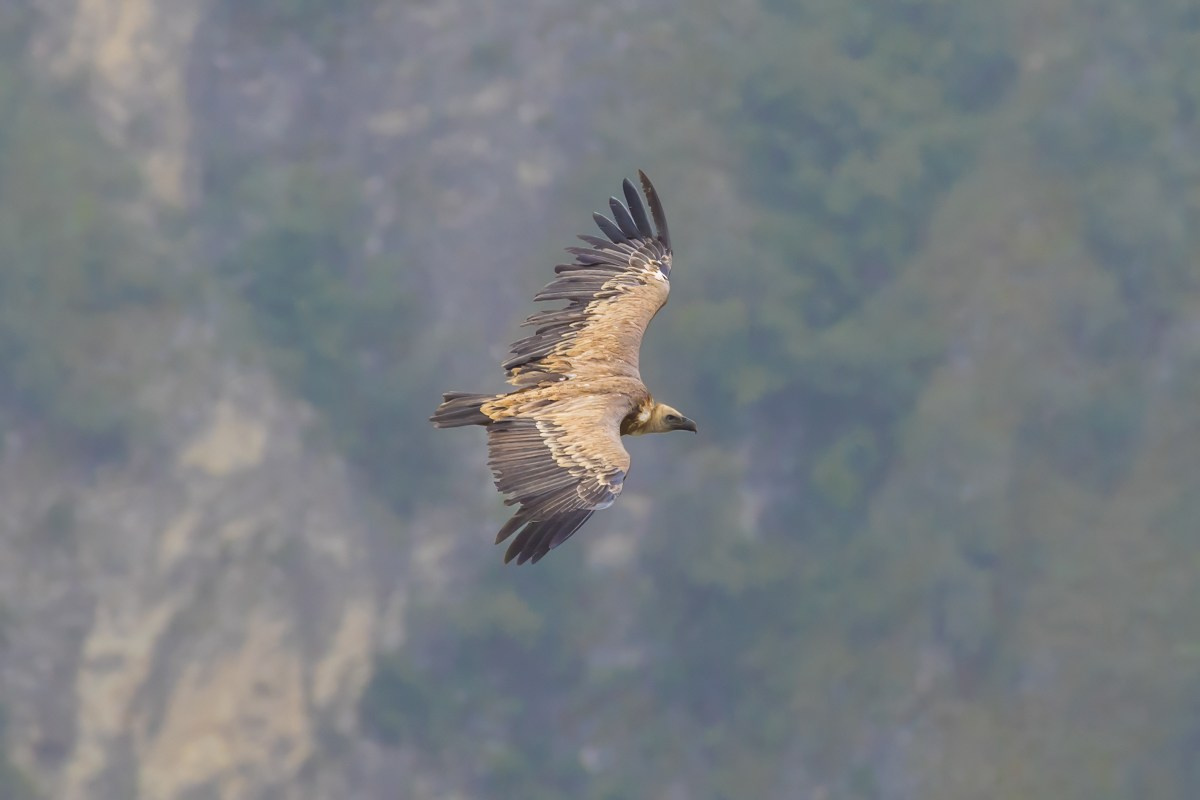 Птицы. Photomantis