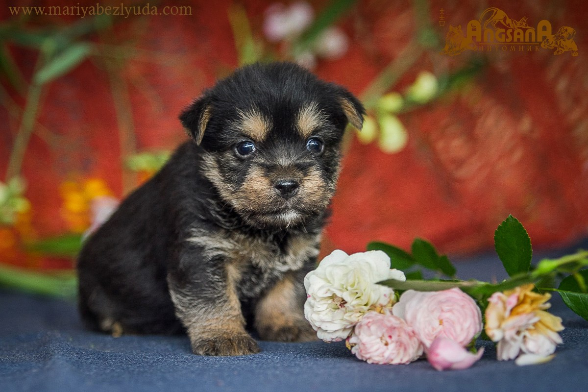 Щенки. Семейный и детский фотограф в Москве Мария Быкова