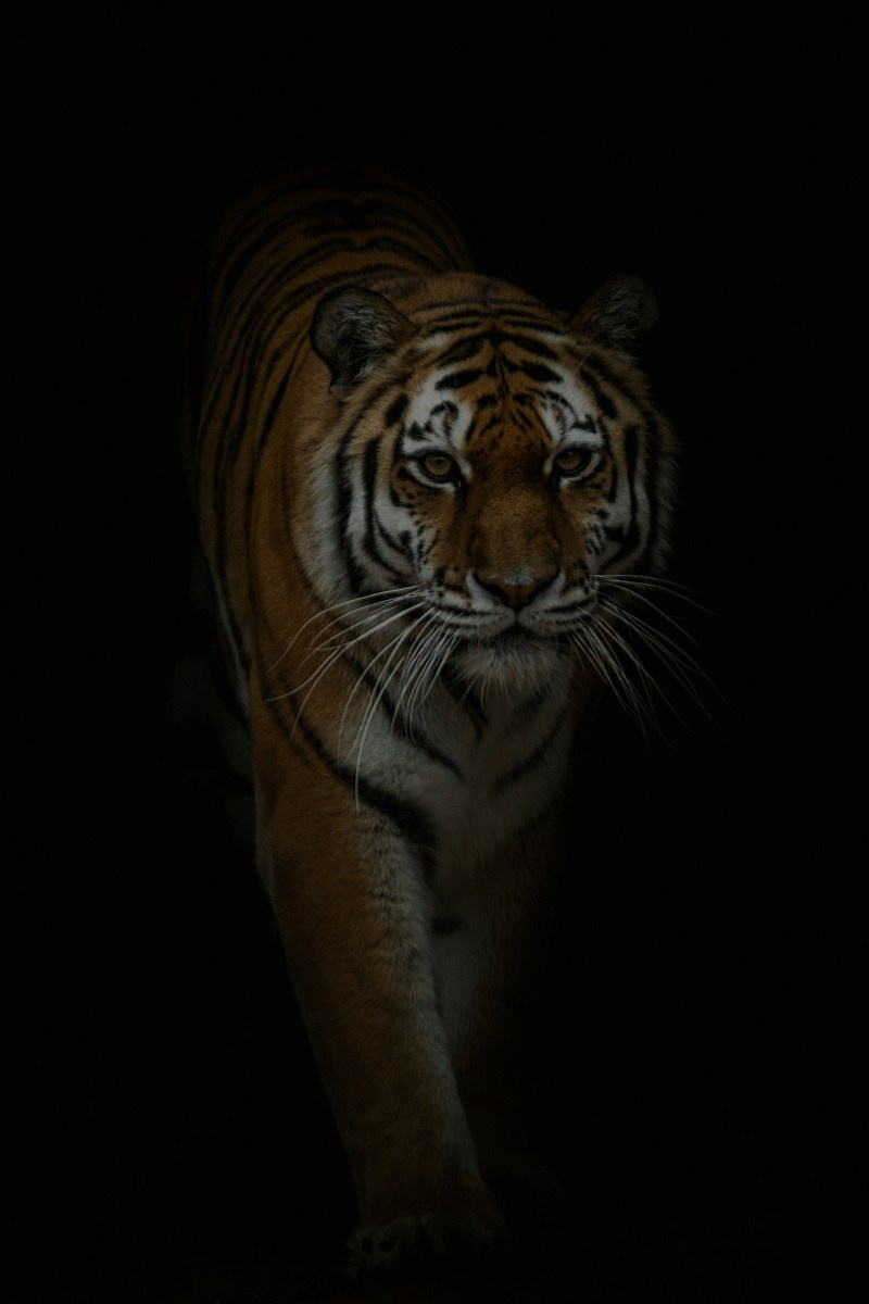 Анималистика. Фотограф Александр Чазов