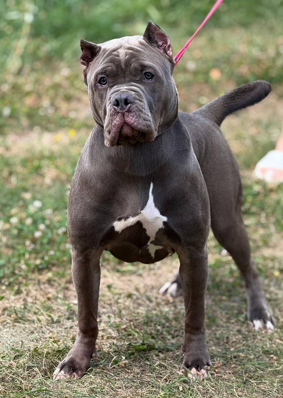 Hunter&Queenie, 13.01.25. Американские булли XL в г. Калининград. Питомник Great Bully UNIVERSE